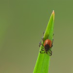 Zecke, Tick