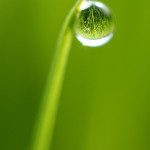 Droplet on green grass
